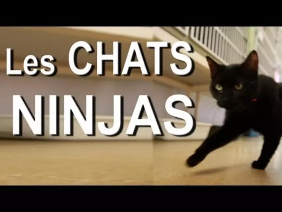 Is Your Cat a Ninja Cat? [VIDEO]