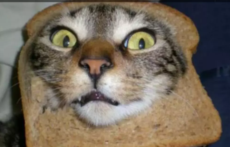 Cat Breading at its Best [VIDEO]