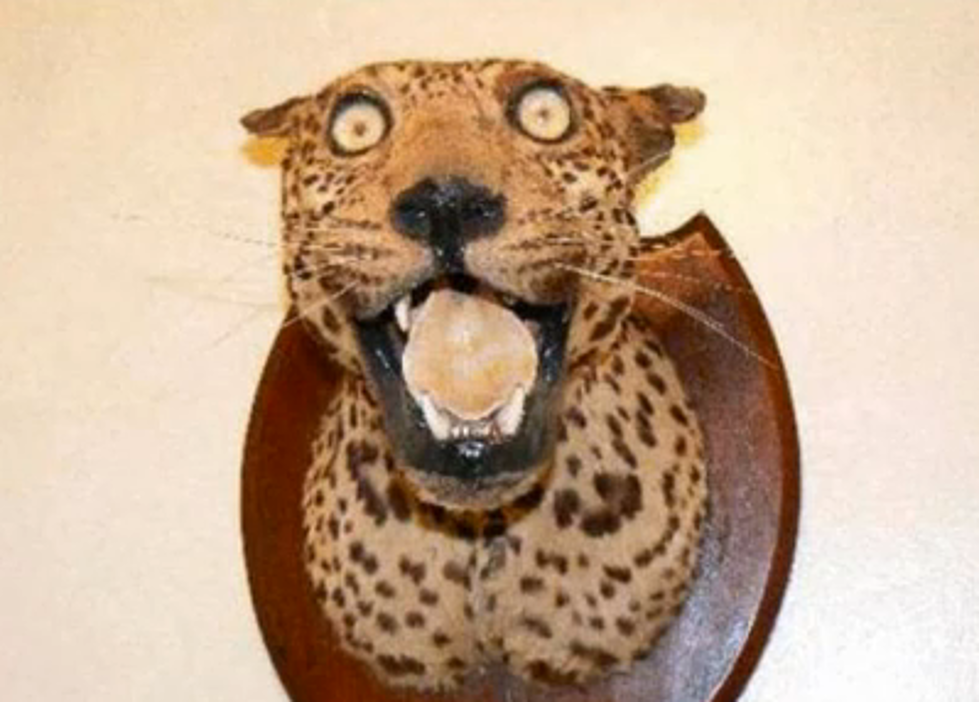 When Taxidermy Goes Wrong [VIDEO]