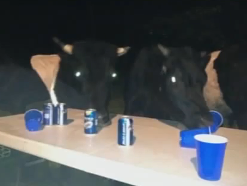 Cows Crash Party and Drink Beer [VIDEO]