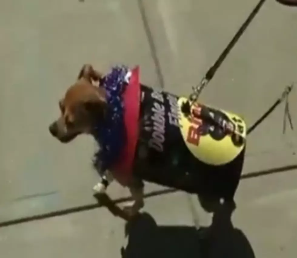 Dogs in Costume? Yes, Please! [VIDEO]