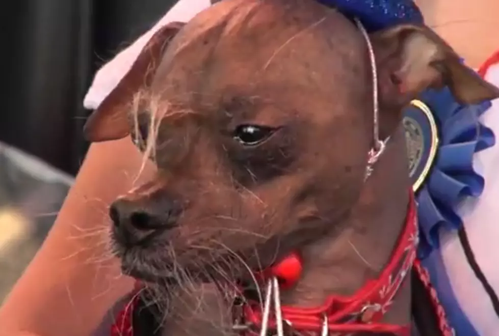 Mugly Crowned ‘World’s Ugliest Dog’ 2012 [VIDEO]