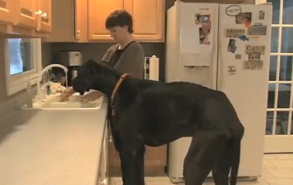 You Think Your Dog is Big? Meet Zeus, Guinness’ Tallest Dog [VIDEO]
