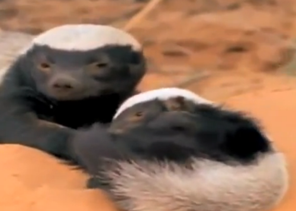 You’ve Met Honey Badger – Now Meet Baby Honey Badger! [NSFW VIDEO]