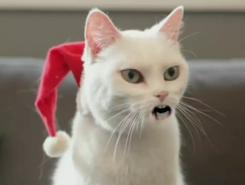 The Holiday Season Just Isn&#8217;t Complete Without Yodeling Cat [VIDEO]