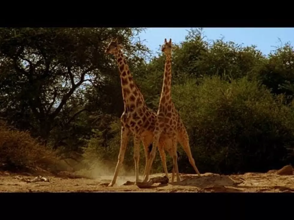 Watch a Couple of Giraffes Throw Down in This Discovery Channel Trailer