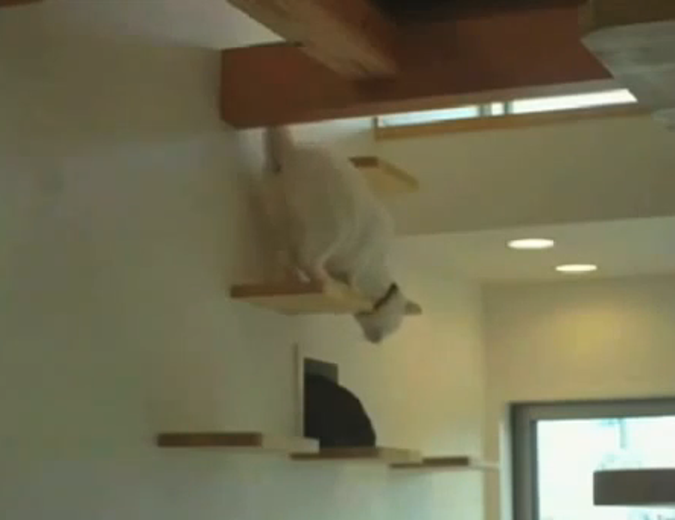 Japanese Company Designs Cat Apartment for You and Your Feline [VIDEO]