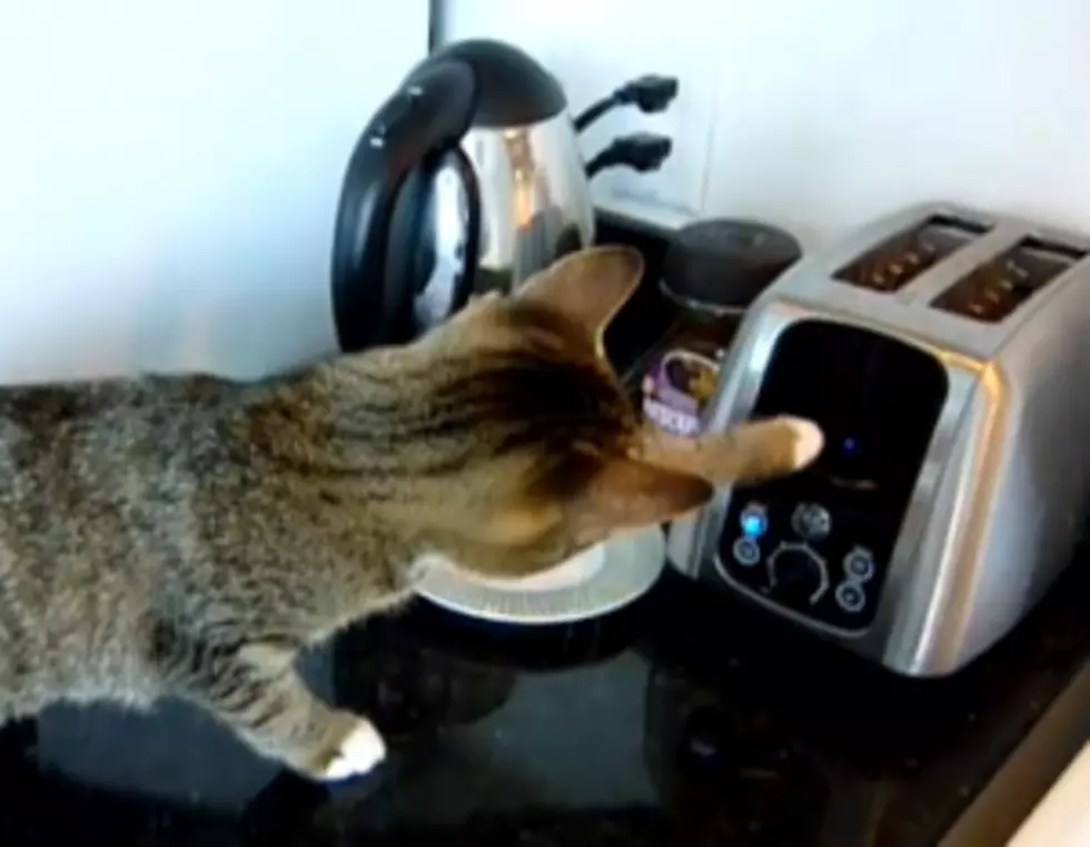 The Legendary Battle is Here: Cat vs. Toaster! [VIDEO]