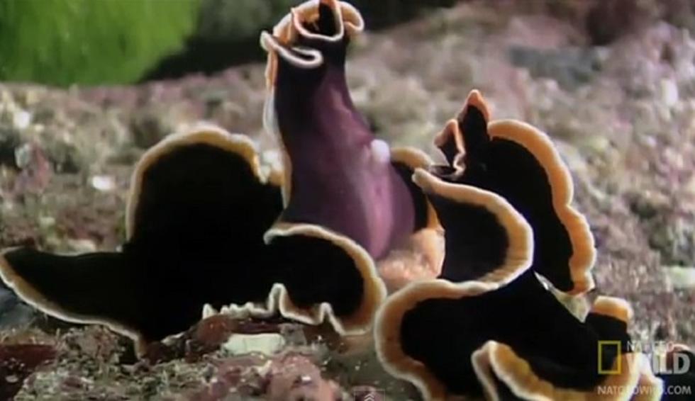 Flatworm Penis Fencing Is As Weird As It Sounds [NSFW]