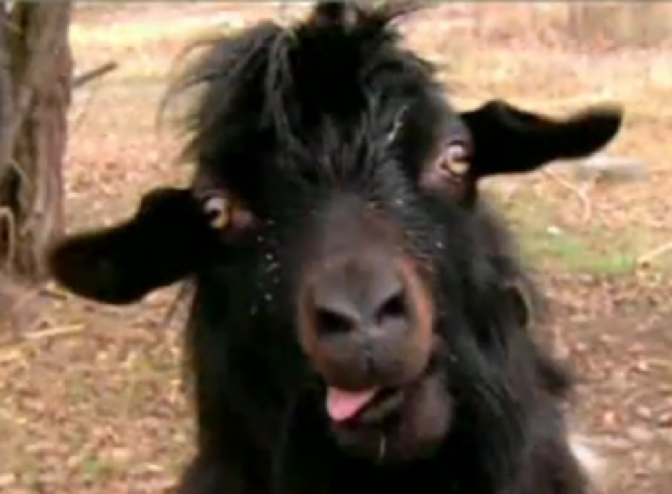 Anderson Cooper Accuses Goat of Being ‘Possibly Demonic’ [VIDEO]