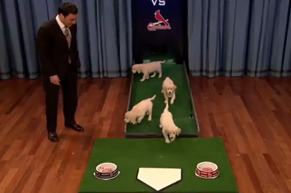 Jimmy Fallon Predicts World Series Using Puppies
