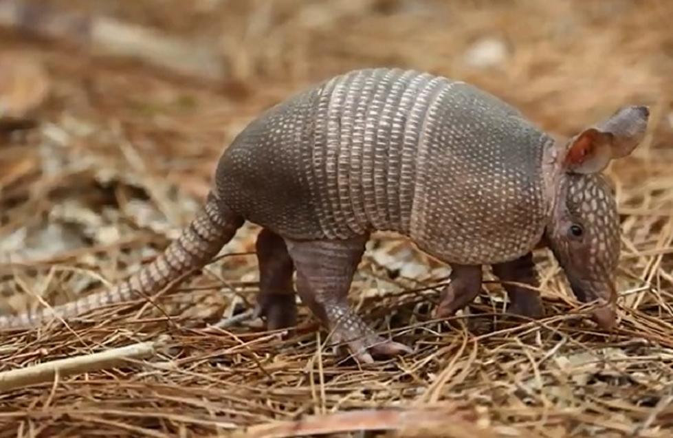The True Facts About Armadillos