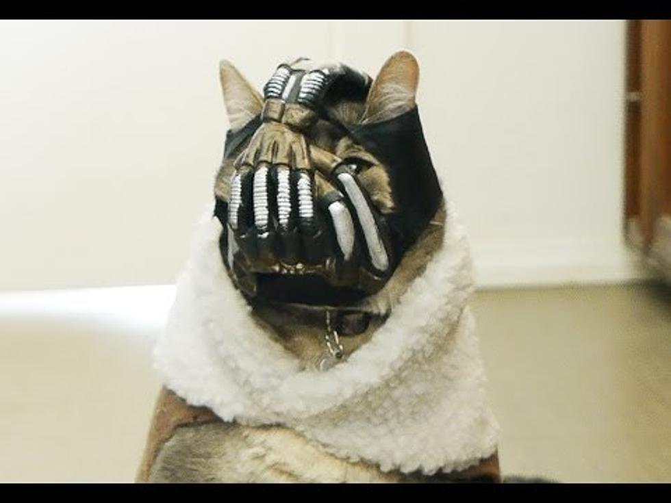 This BaneCat Video Might be the Bestest Thing Ever on the Internet