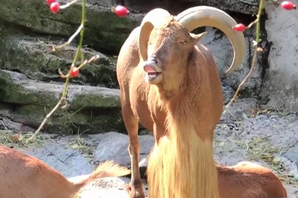 ‘The Imperial March’ from Star Wars Performed by Goats