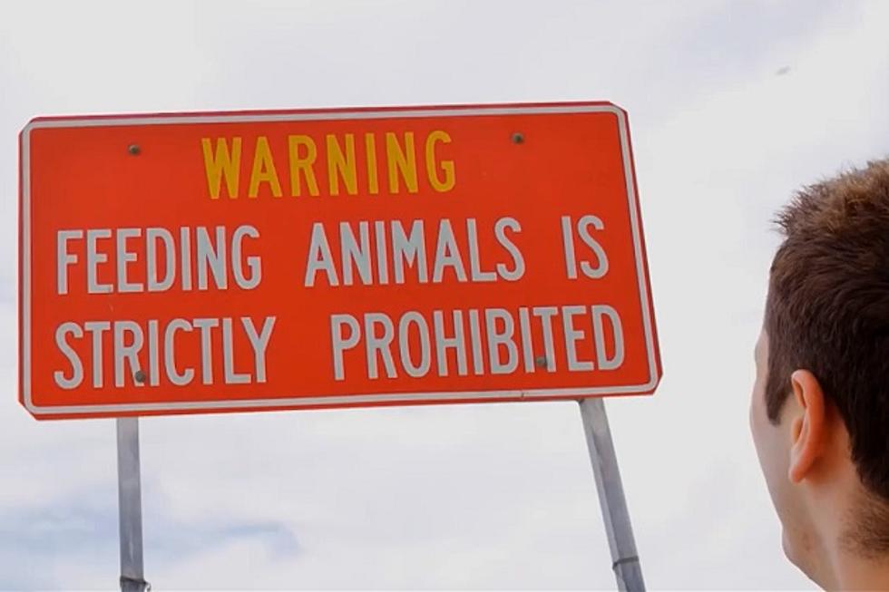 Why You Should Take ‘Don’t Feed the Animals’ Signs Seriously