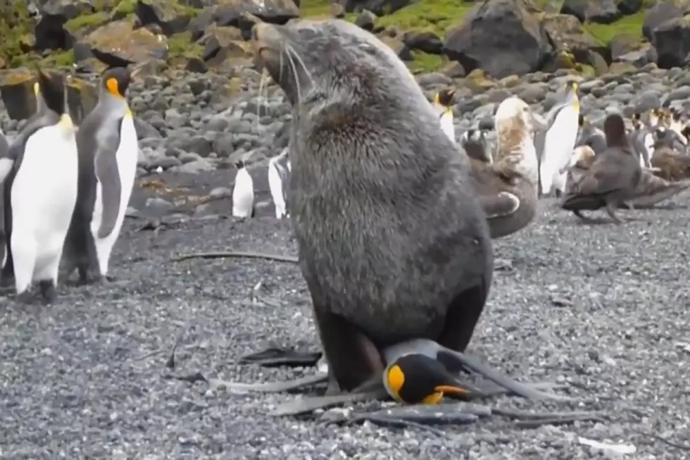 It’s Time To Save the Penguins… From Seal Rape [NSFW]