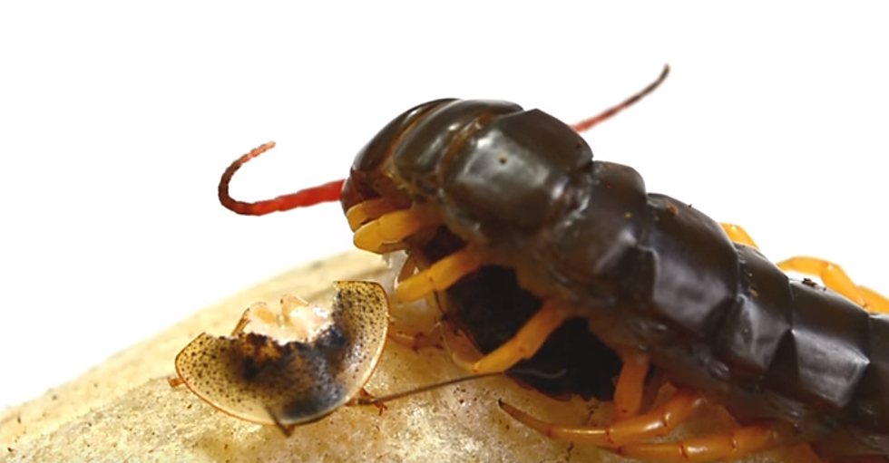 This Video of a Centipede Eating a Roach is Just Damn Brutal