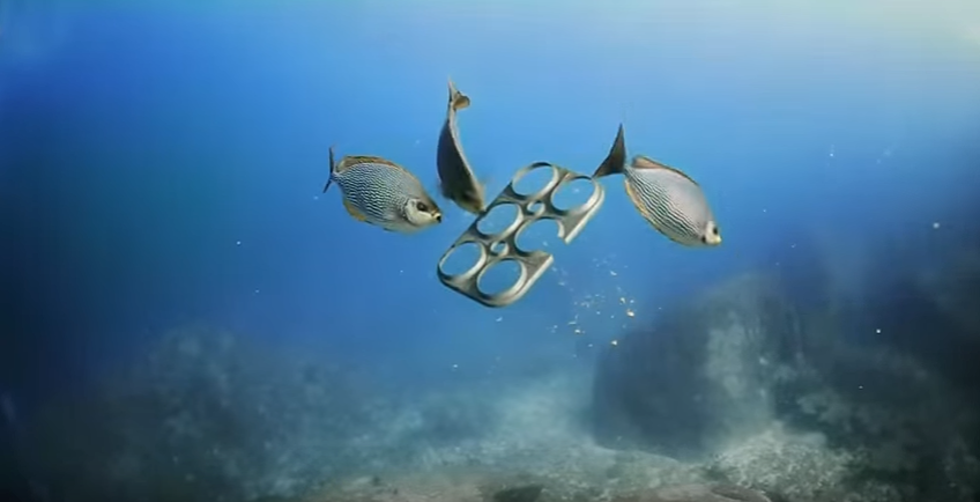Beer Company Creates Six-Pack Ring that Sea Animals Can Eat [VIDEO]