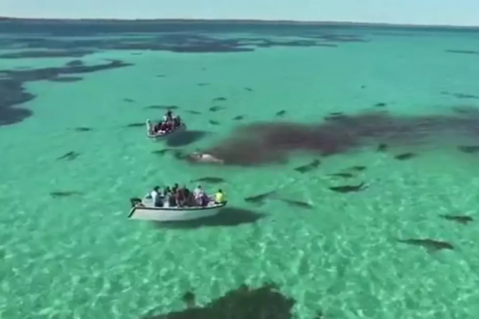 Drone Films Tiger Sharks Devouring Dead Whale