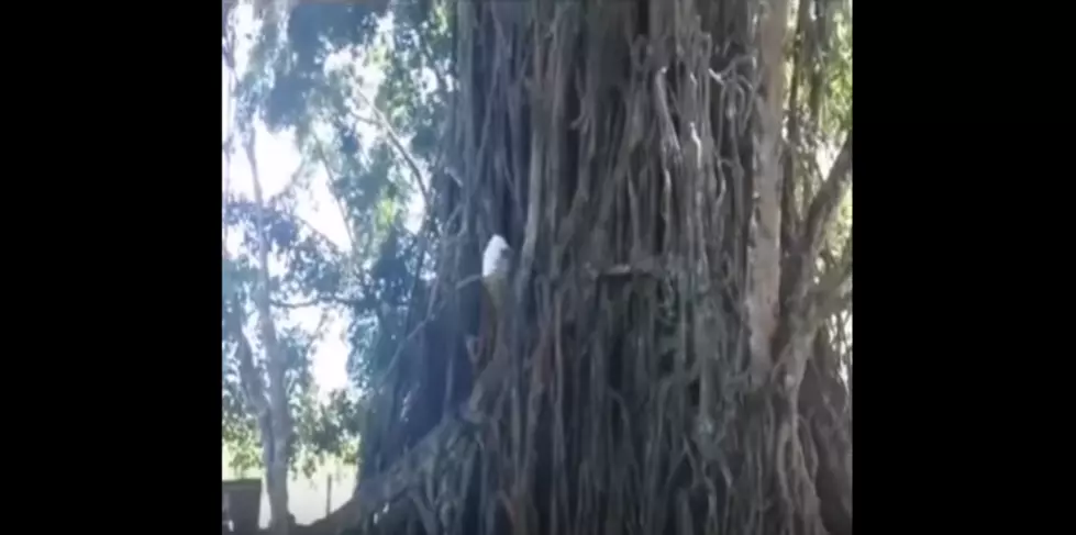 Real Life Tarzan&#8217;s Tree Climbing Skills are Unbelievable [VIDEO]