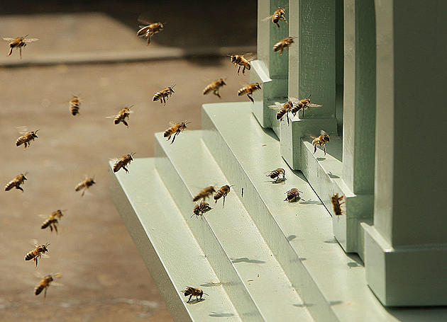 Over Thirty Thousand Bees Attack Shoppers at Oklahoma City Wal-Mart