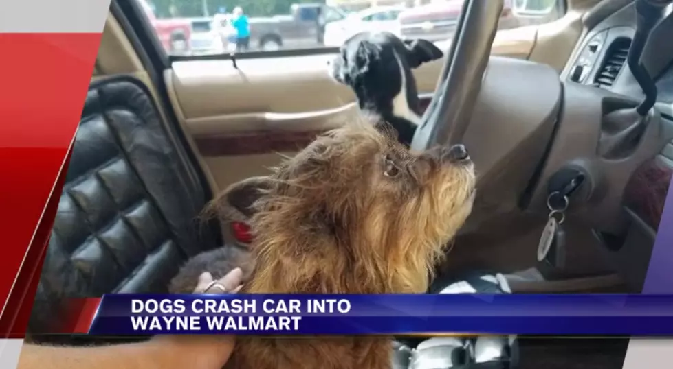 Woman Leaves Dogs in Car, They Crash it Into Walmart [VIDEO]