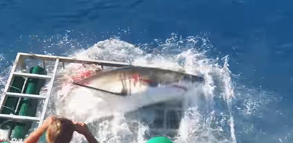 Diver Lucky to be Alive After Great White Shark Breaks Into Cage With Him Inside [VIDEO]