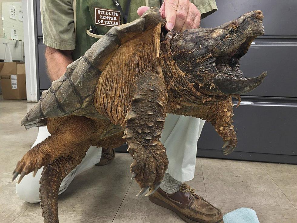 Huge Snapping Turtle Found in Texas Drain Pipe [PHOTO]