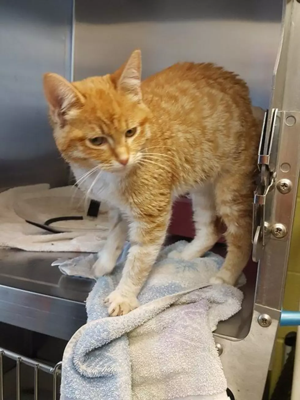 Texoma Cat That Had Tail Ripped Off Has Sadly Passed Away
