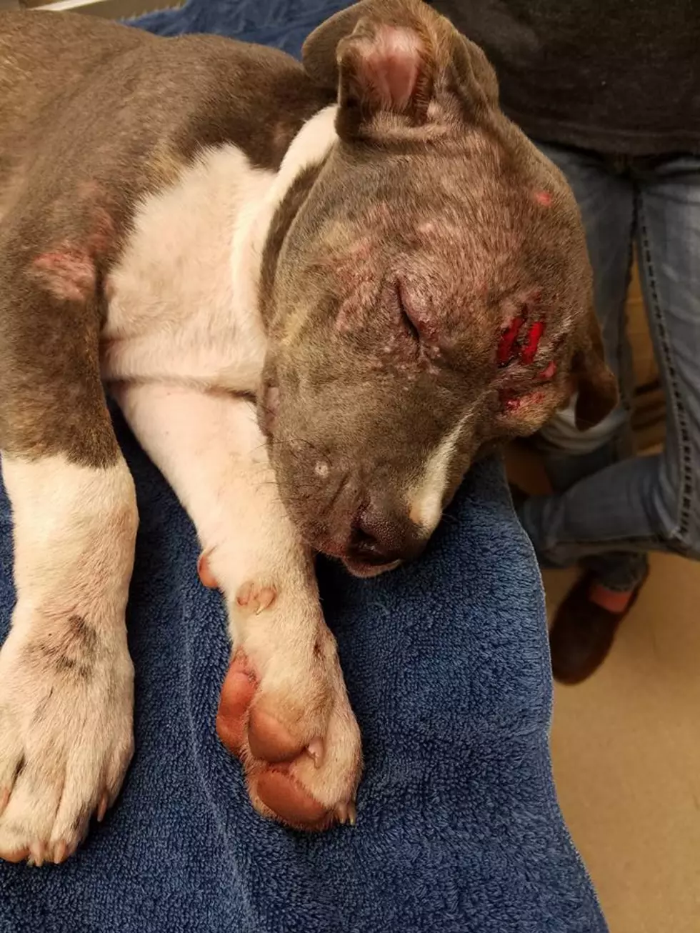 Puppy Hit by Car in Iowa Park Needing Surgery, Here&#8217;s How You Can Help