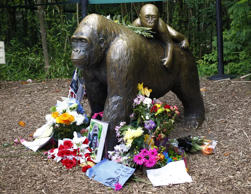Texas Bar Hosts Harambe Fundraiser on the One Year Anniversary of His Death
