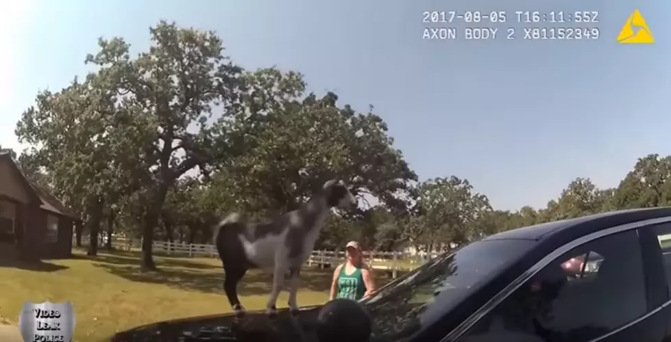 Goat Refuses to Get Off Oklahoma Cop Car [VIDEO]