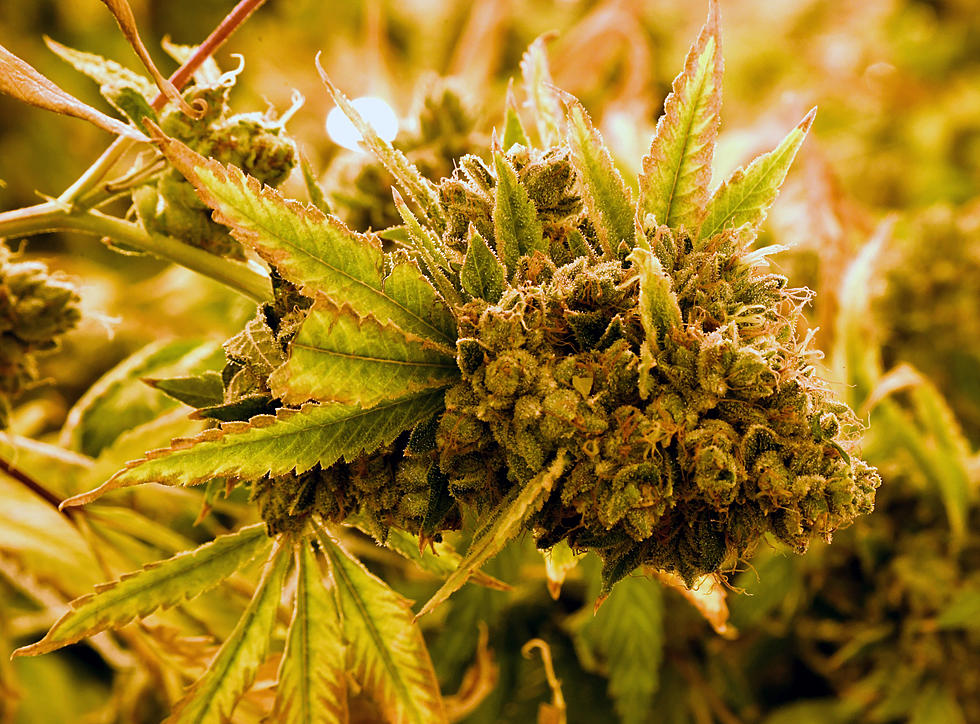 Shreveport Marijuana Law Changes Might Be Unanimous