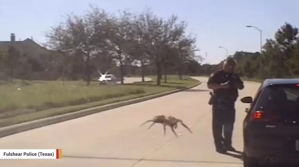 Texas Cop Narrowly Escapes Attack by ‘Giant’ Spider