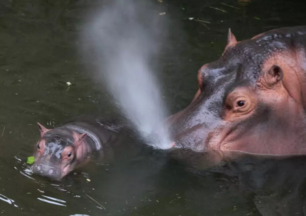 Turns Out ‘I Want a Hippopotamus for Christmas’ Has Ties To Oklahoma