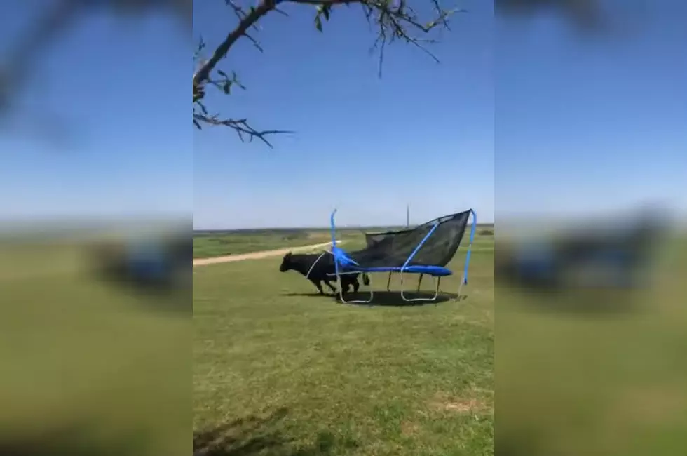 Bull Goes on a Rampage and Destroys Trampoline
