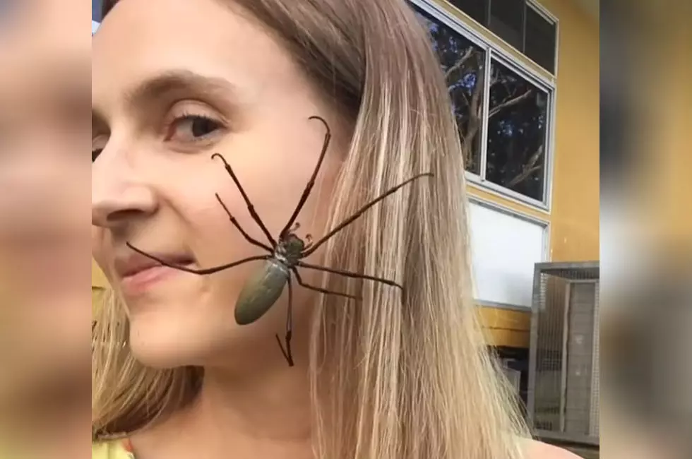 Woman Gets Up Close and Personal With Huge, Friendly Spider