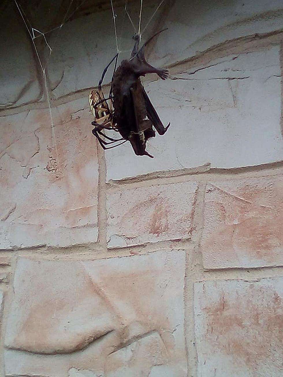 Texas Woman Shares Photos of Spider Attacking a Bat Outside Her Home