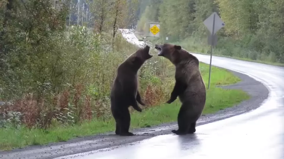 Crazy Grizzly Bear Fight Caught on Camera