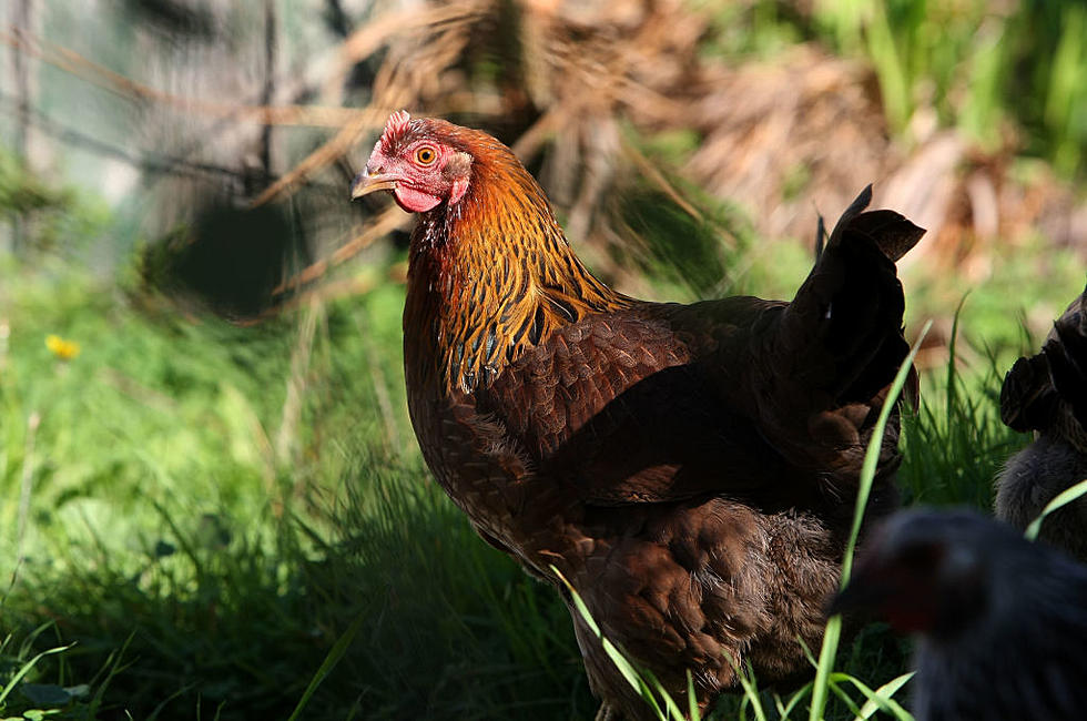 Texas Elementary School Using Chickens to Eat Crickets on Campus