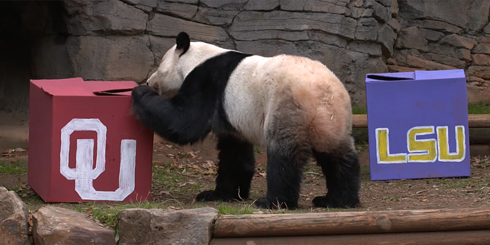 Giant Panda Says Oklahoma Will Beat LSU in the Peach Bowl