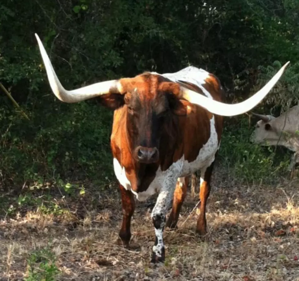 Prized Longhorn Shot and Killed