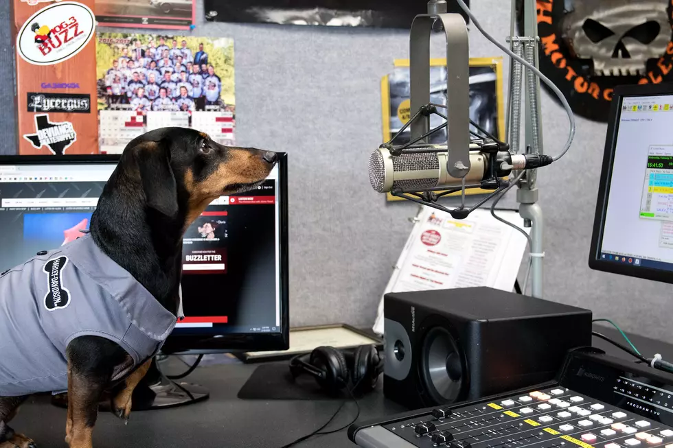 Meet Ace – the Newest Member of the Buzz Crew