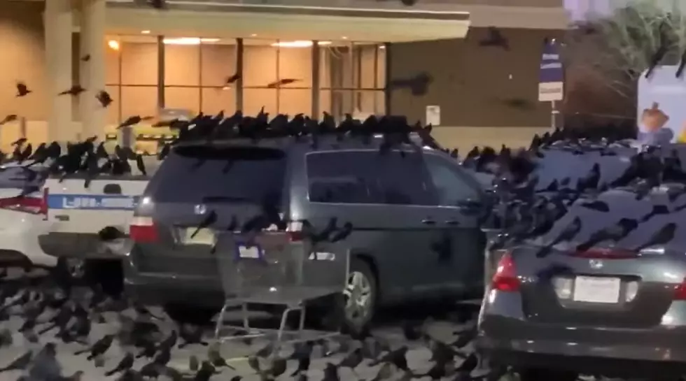 Houston Parking Lot Looks Like a Scene from ‘The Birds’