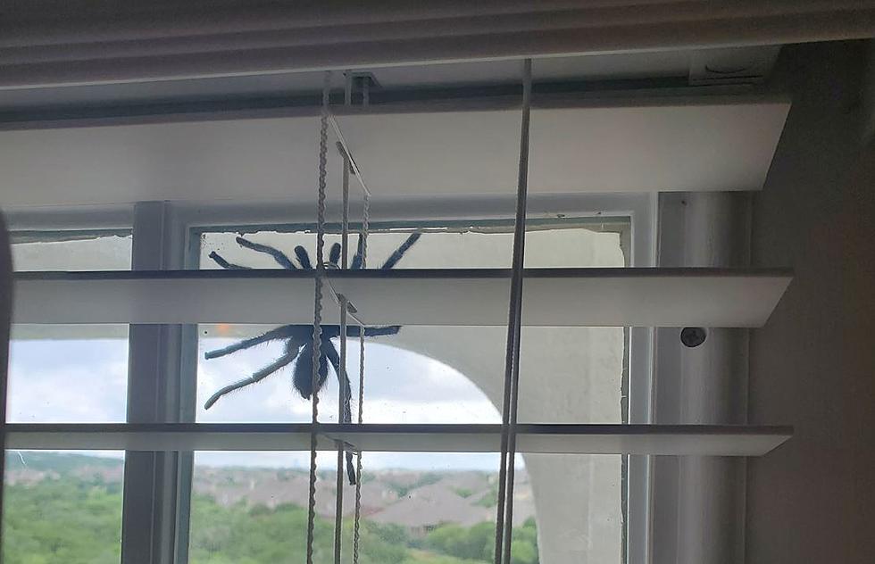 Texas Couple Finds Giant Spider on Patio Door