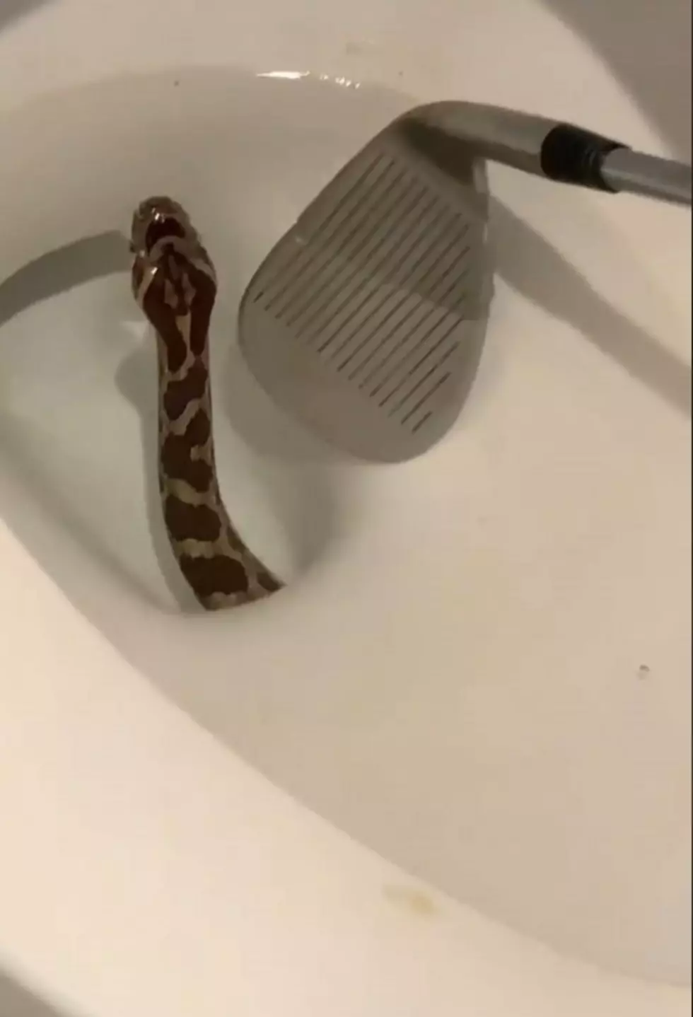 Video Shows Snake Hiding in Toilet