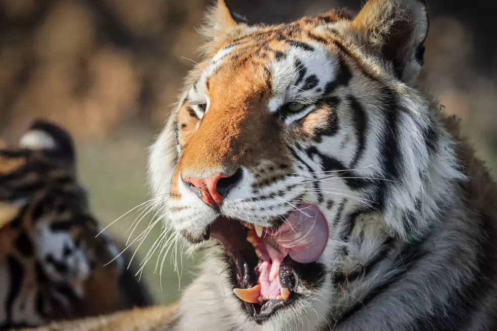 Greater Wynnewood Exotic Zoo Made Famous by &#8216;Tiger King&#8217; is Permanently Closed in Oklahoma