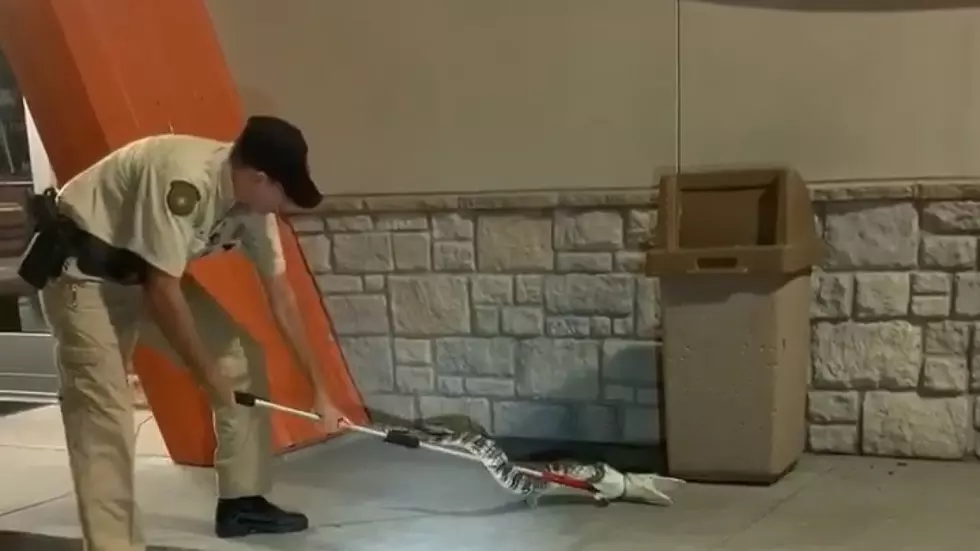 Alligator Tried to Go on a Late Night Whataburger Run in Texas