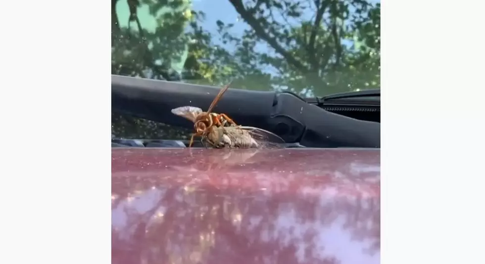 2020 Strikes Again: Killer Wasps in New Mexico