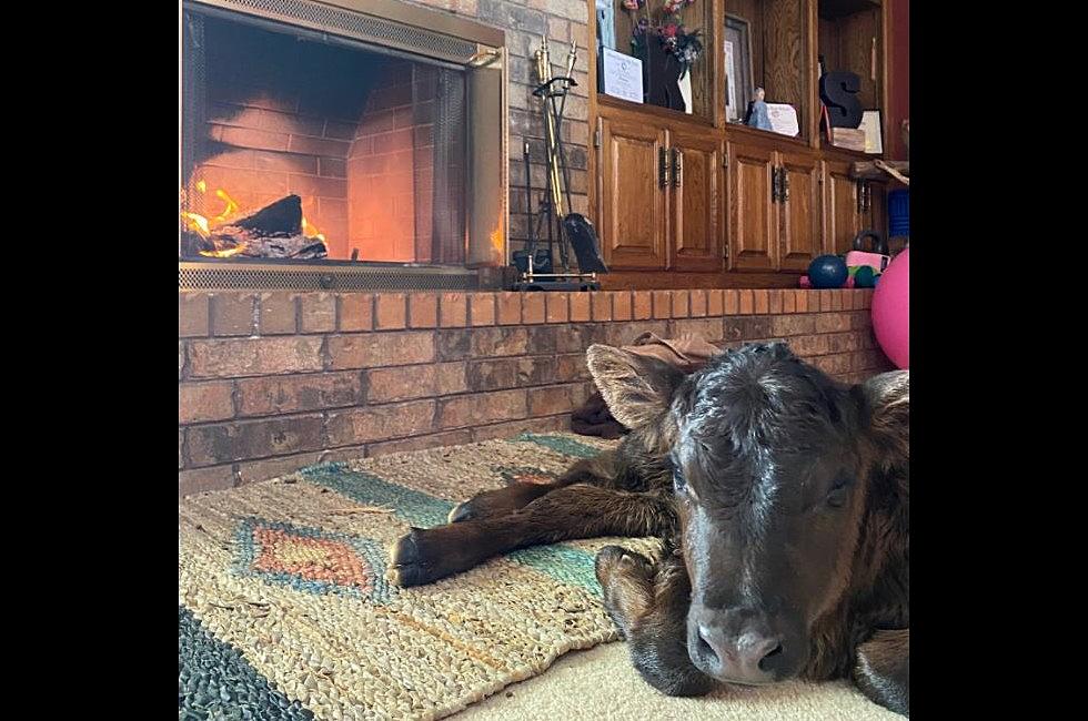Texans Keeping Farm Animals from Freezing by Bringing Them Inside
